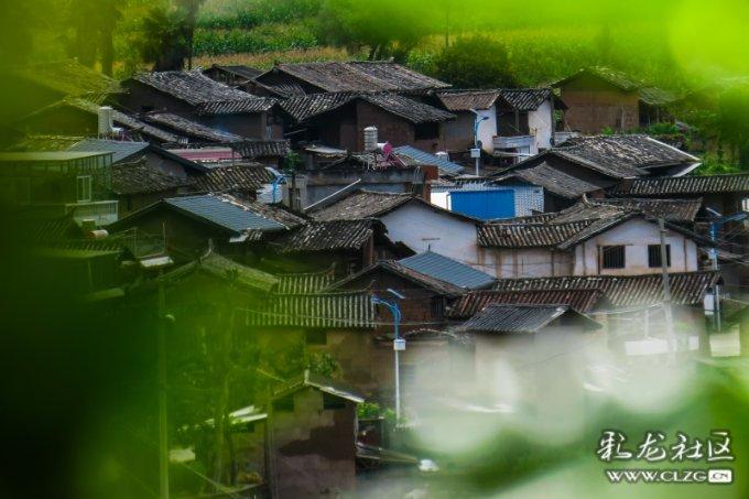 动物帮帮忙保卫家园