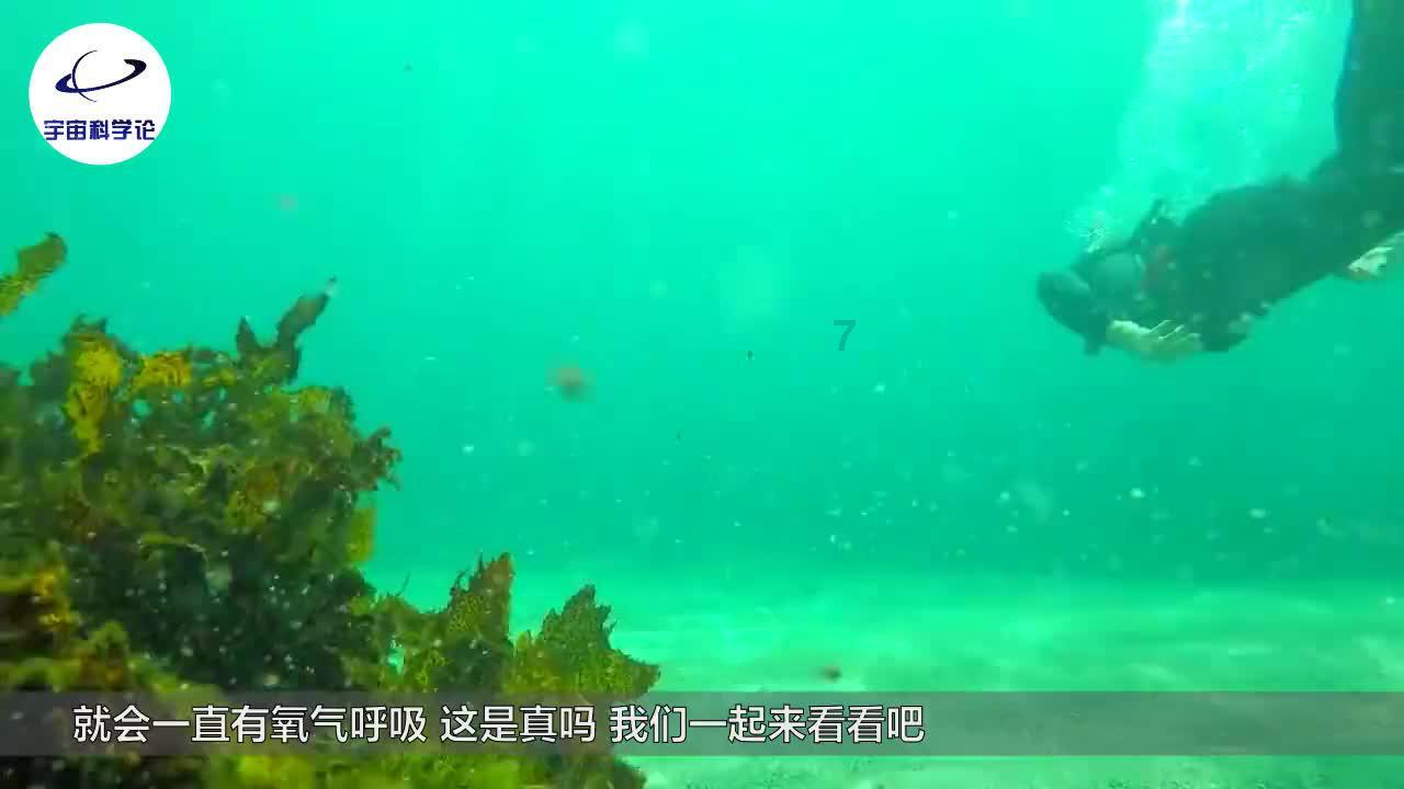 黎明杀机